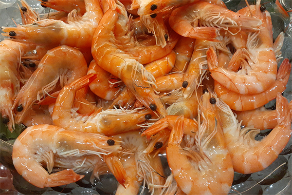 jory shrimp 600