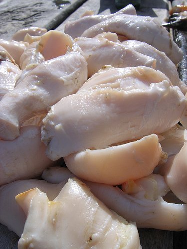 conch